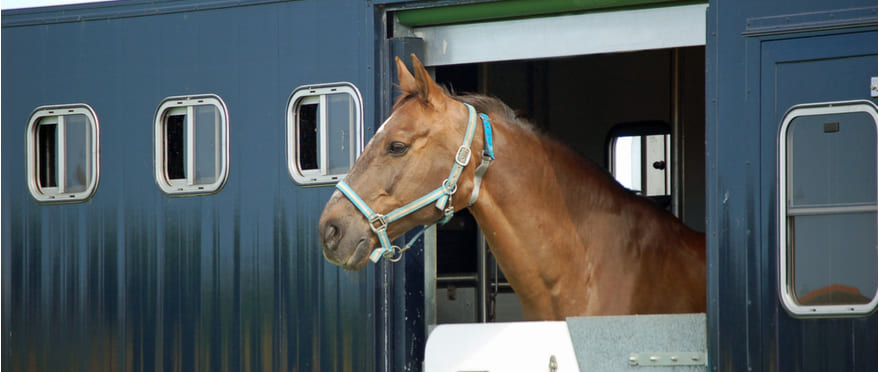 Международная перевозка лошадей